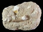 Fossil Plesiosaur (Zarafasaura) Tooth In Rock #61103-1